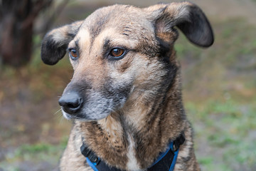 Close-up portrait of a simple funny but smart mongrel dog