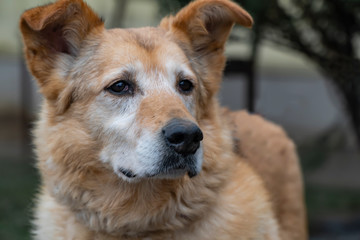 Close-up portrait of a simple funny but smart mongrel dog