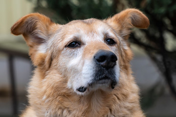 Close-up portrait of a simple funny but smart mongrel dog