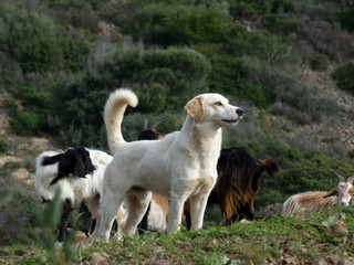Obraz premium Il guardiano delle caprette