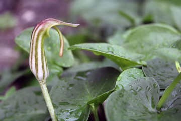 Un Arisarum tra le foglie