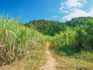 Sugar cane plantation. Agriculture in Muang Long, North Laos. Industry countryside farmland in developing countries.