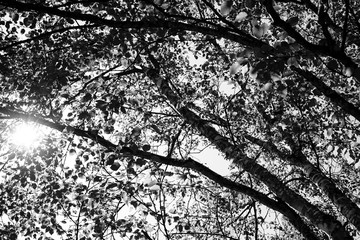 Black and white image of sun light shining through tree leaves