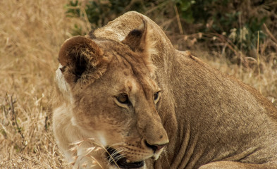 Obraz premium Lionesses on the Plains of the Mara