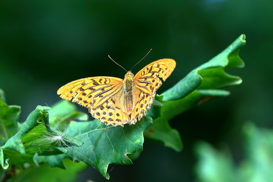 Motyl