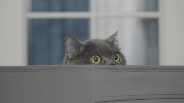 Funny cat looks out of curiosity from grey box. Funny pets playing at home. Cat sitting in box.