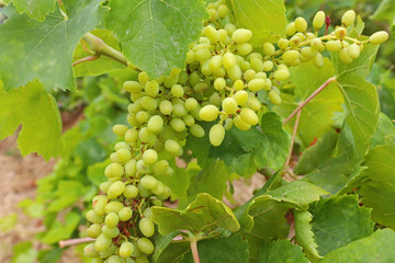 Unripe vinegar / bunch of grapes