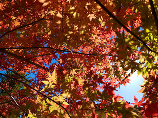 彩りの秋（もみじ回廊）