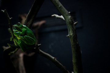 Two frogs very close to each other sitting on a branch