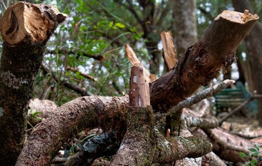 pile of cut branches and trunks on the ground, lying on top of each other. Cutting of trees, destruction of forests
