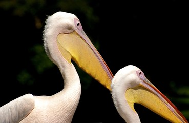 Pelicans