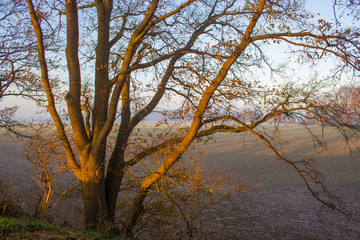 tree on a field - sunny autumn morning