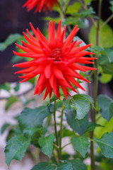 beautiful and colorful red dahlias