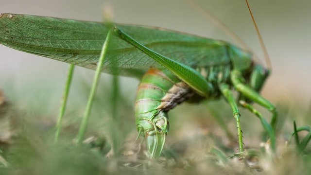 Big green locust female lays eggs