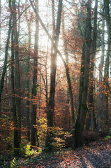 view of autumnal forest by sunset