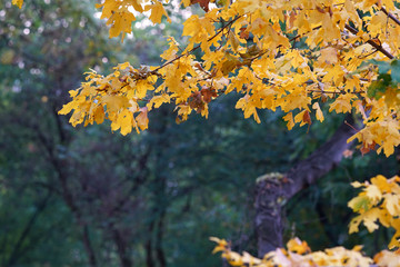 Backlight on a blurred background of branches with leaves