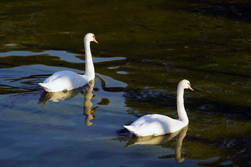 Beautiful white swans in the lake of Ioannina in Epirus