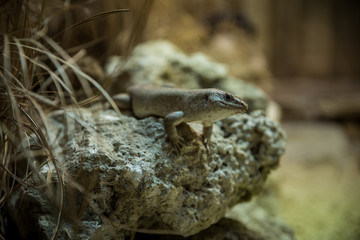 Small lizard sitting on a rock