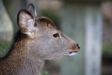 Nara Park in Nara Prefecture, Japan and the scenery of deer living in the park