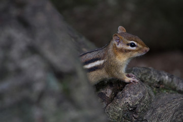 Naklejka na ściany i meble Chipmunk Emerging from Forest on Nature Trail