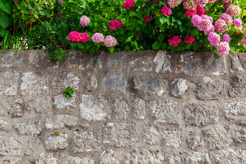 red flowers on an old stone wall, Perast, Montenegro