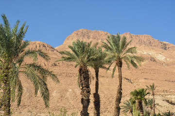 Fototapeta na wymiar Judean desert in the east of Israel.