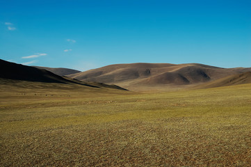 Fototapeta na wymiar steppe landscape, Mongolia, herd of wild yaks grazing in the distance