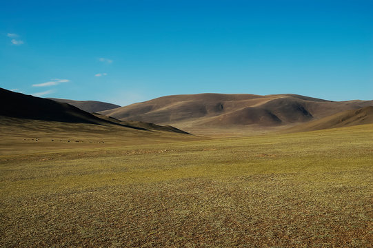 steppe landscapes of Central Asia (Mongolia), vast pasture with wild yaks grazing in the distance