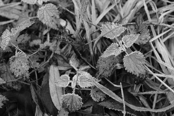 Urticaceae