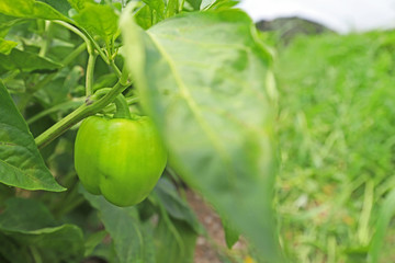 bell peppers grown in the greenhouse