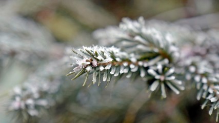 hoar frost on green needles in december