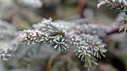 hoar frost on green needles in december