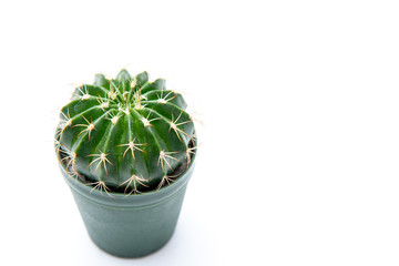  small cactus on white background