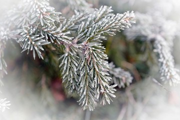 hoar frost on green needles in december