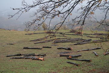 blooms in green field