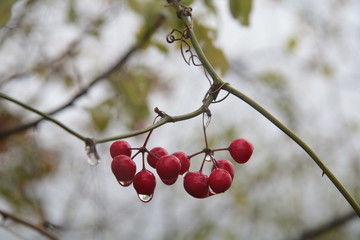 cherries on a tree