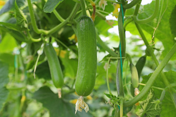 natural cucumbers grown in the greenhouse