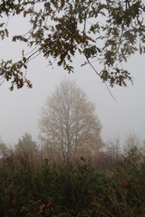 trees in the fog
