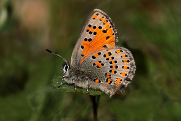 Mediterranean poppy butterfly; Tomares nesimachus