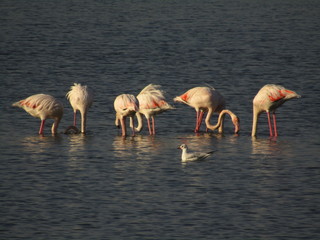 flamingos