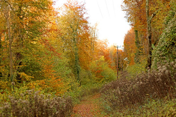 Autumn rural forest landscape with wooden telephone pylons along a track