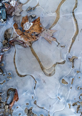 autumn leaves on ice white background