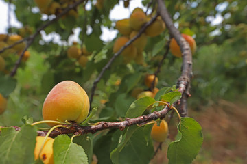 Fresh apricots ripened between apricots and green leaves