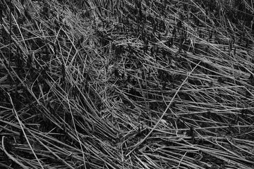 Schilff Natur Hintergrund Textur