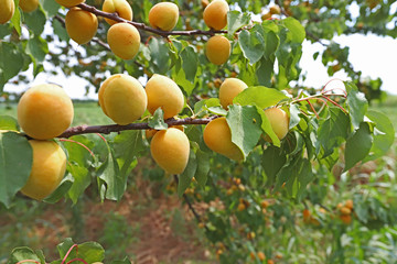 Fresh apricots ripened between apricots and green leaves