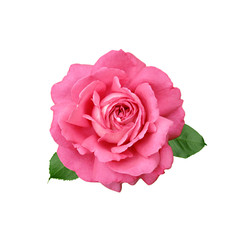 Beautiful pink rose isolated on a white background