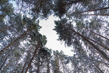 Winter forest in Siberia, pine trees and trees in the snow