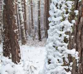 Winter forest in Siberia, pine trees and trees in the snow