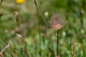Fleur qui vent d'éclore avec bourgeon tout frais