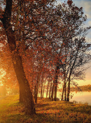 Sun bursting through trees by a lake in autumn.